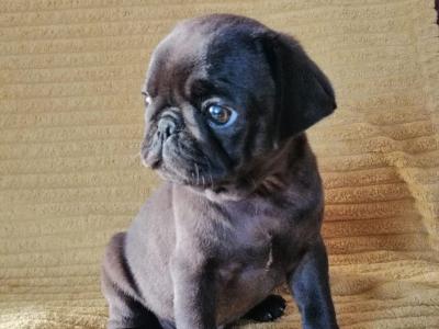 Purebred Pug puppies 3 males left in Roscommon