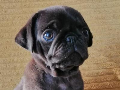 IKC Registered(pending) Purebred Pug puppies 3 males left in Roscommon