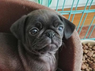 Purebred Pug puppies 3 males left in Roscommon