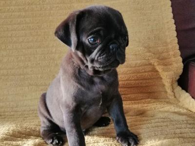 Purebred Pug puppies 3 males left in Roscommon