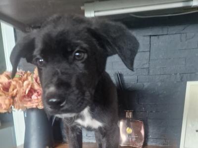Germany Shepherd x Great Dane puppies in Tipperary - €250