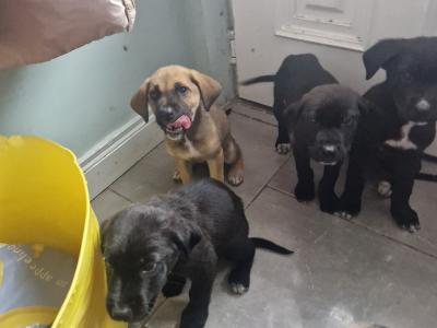 Germany Shepherd x Great Dane puppies in Tipperary - €250