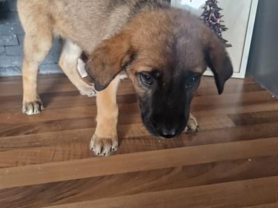 Germany Shepherd x Great Dane puppies in Tipperary - €250