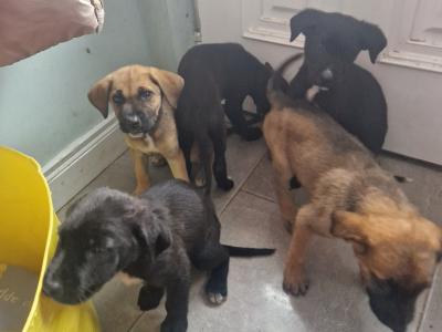 Germany Shepherd x Great Dane puppies in Tipperary - €250
