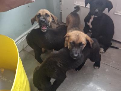 Germany Shepherd x Great Dane puppies in Tipperary - €250
