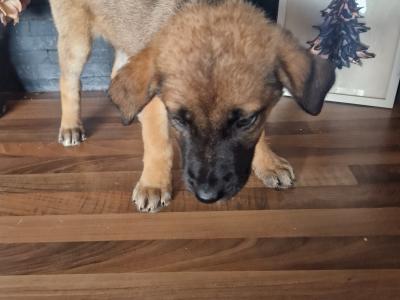 Germany Shepherd x Great Dane puppies in Tipperary - €250
