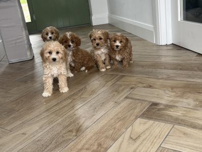 Stunning Cavapoo puppies for sale in Kilkenny