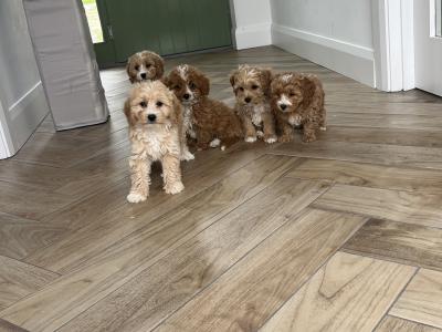 Stunning Cavapoo puppies for sale in Kilkenny