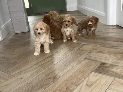 Stunning Cavapoo puppies for sale in Kilkenny