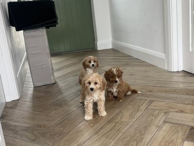 Stunning Cavapoo puppies for sale in Kilkenny