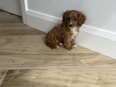 Stunning Cavapoo puppies for sale in Kilkenny