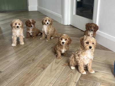 Stunning Cavapoo puppies for sale in Kilkenny