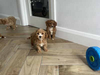Stunning Cavapoo puppies for sale in Kilkenny
