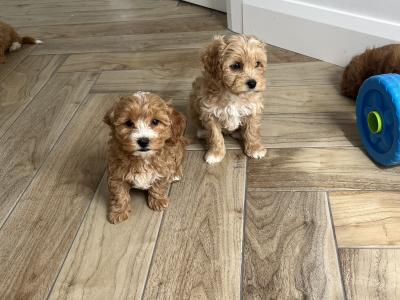 Stunning Cavapoo puppies for sale in Kilkenny