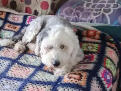 Juno is an Old English Sheepdog for stud