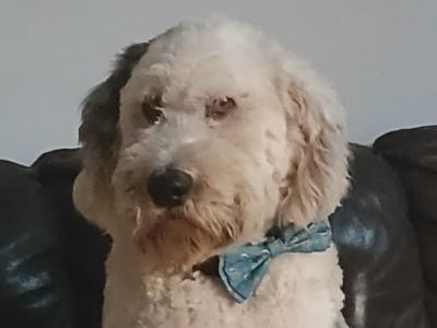 Juno is an Old English Sheepdog for stud