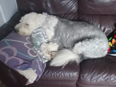 Juno is an Old English Sheepdog for stud
