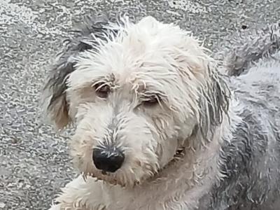 Juno is an Old English Sheepdog for stud