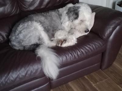Juno is an Old English Sheepdog for stud
