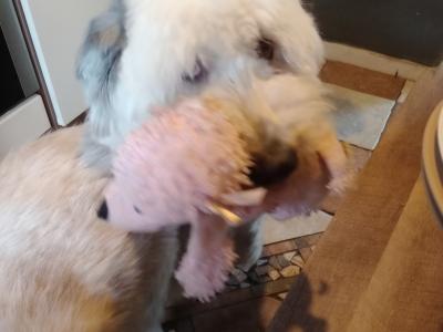 Juno is an Old English Sheepdog for stud