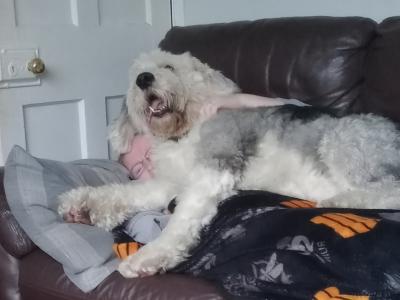 Juno is an Old English Sheepdog for stud