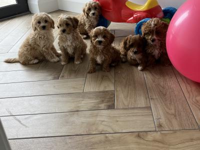 Stunning Cavapoo puppies for sale in Kilkenny
