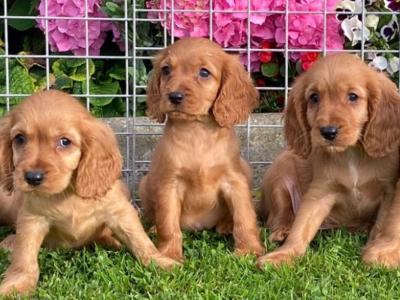 Cockalier puppies in Laois