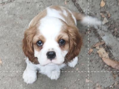 Adorable IKC Registered male Cavalier King Charles puppy in Kildare