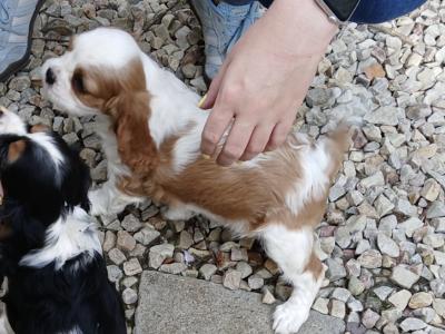 Adorable IKC Registered male Cavalier King Charles puppy in Kildare
