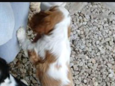Adorable IKC Registered male Cavalier King Charles puppy in Kildare
