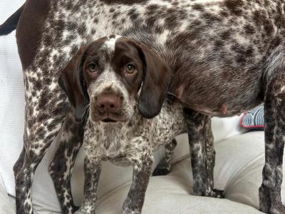 German Shorthaired Pointer x Springer Spaniel puppies in Donegal - 2 females left