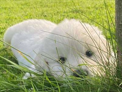 Beautiful IKC (pending) Golden Retriever puppies in Mayo