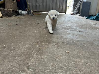 Beautiful IKC (pending) Golden Retriever puppies in Mayo