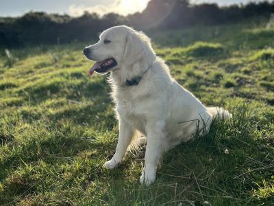 Beautiful IKC (pending) Golden Retriever puppies in Mayo