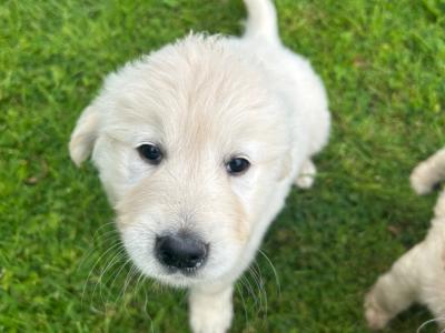 Beautiful IKC Registered(pending) Golden Retriever puppies in Mayo