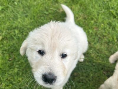 Beautiful IKC (pending) Golden Retriever puppies in Mayo