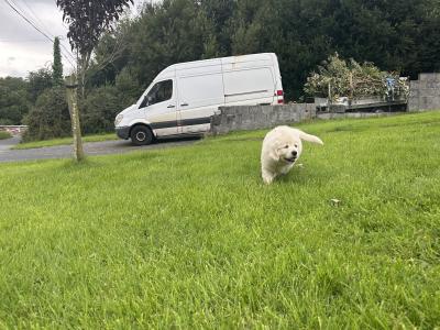 Beautiful IKC (pending) Golden Retriever puppies in Mayo