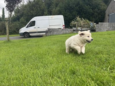 Beautiful IKC (pending) Golden Retriever puppies in Mayo