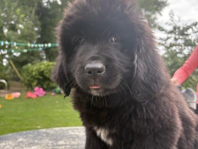 Exceptional Pedigree IKC Registered Newfoundland puppies in Westmeath- ready from August 2nd!🐾