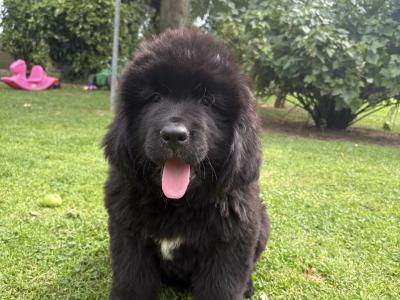 Exceptional Pedigree IKC Registered Newfoundland puppies in Westmeath- ready from August 2nd!🐾
