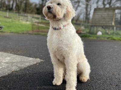 Beautiful Goldendoodle puppies in Mayo