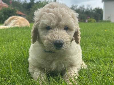 Beautiful Goldendoodle puppies in Mayo