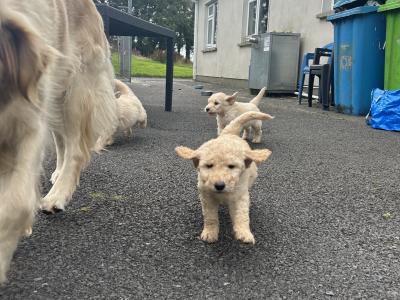 Beautiful Goldendoodle puppies in Mayo