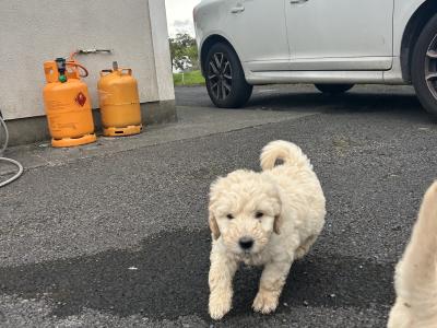 Beautiful Goldendoodle puppies in Mayo