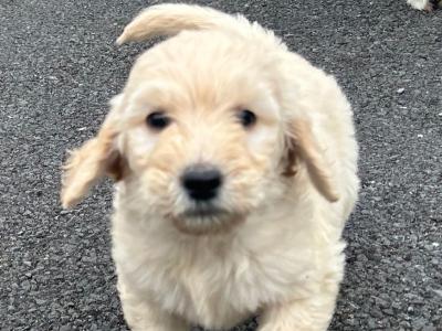 Beautiful Goldendoodle puppies in Mayo