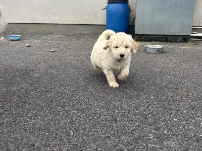 Beautiful Goldendoodle puppies in Mayo