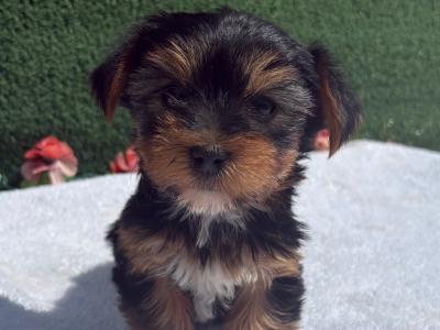 Miss Pretty (T Cup) Yorkshire Terrier puppy in Wexford