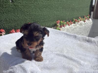 Miss Pretty (T Cup) Yorkshire Terrier puppy in Wexford