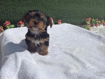 Miss Pretty (T Cup) Yorkshire Terrier puppy in Wexford