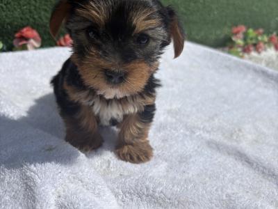 Miss Pretty (T Cup) Yorkshire Terrier puppy in Wexford